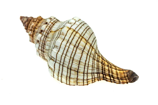Skorupa Ślimaka Morskiego Białym Odizolowanym Tle — Zdjęcie stockowe