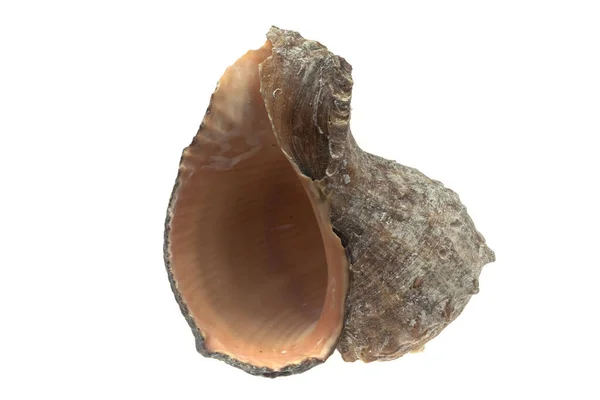 在白色孤立的背景上的海螺壳 — 图库照片