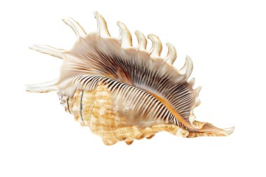 İzole edilmiş beyaz bir arka planda deniz salyangozu kabuğu.