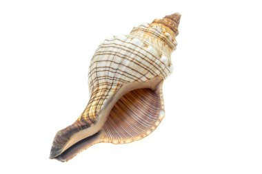 İzole edilmiş beyaz bir arka planda deniz salyangozu kabuğu.