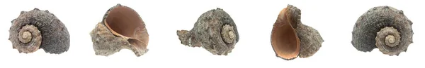 Shell Sea Snail White Isolated Background — Stock Photo, Image
