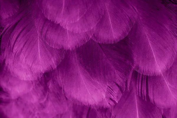 Macro Photo Plumes Poule Violette Fond Textura — Photo