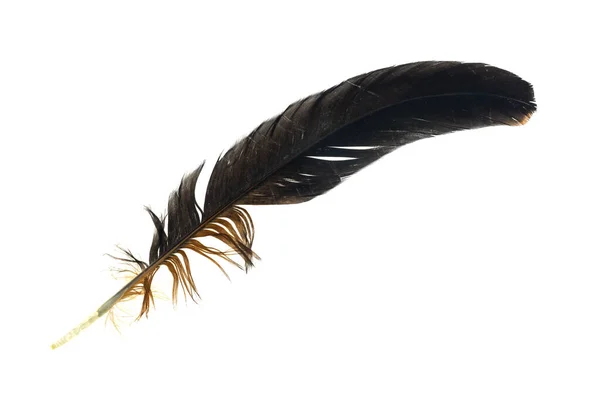 Plumas Negras Marrones Gallo Sobre Fondo Blanco Aislado — Foto de Stock