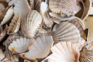 Deniz salyangozu kabukları. arkaplan veya doku