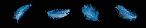 Μπλε Φτερό Πάπιας Μαύρο Απομονωμένο Φόντο — Φωτογραφία Αρχείου