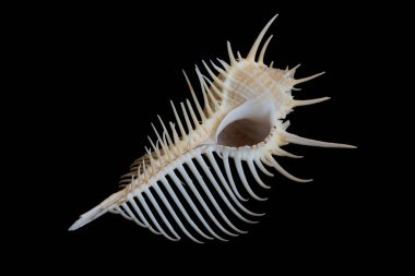 Siyah bir arka planda deniz salyangozunun kabuğu