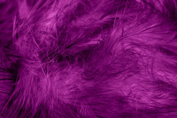 Macro Photo Plumes Poule Violette Fond Textura — Photo