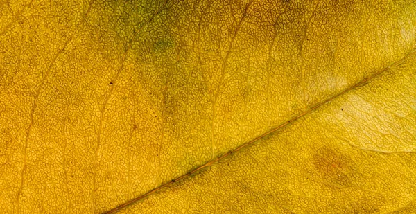 Yellow Leaf Visible Details Background Texture — Stock Photo, Image