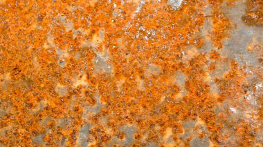 Paslı, eski kahverengi bir çarşaf. arkaplan veya doku