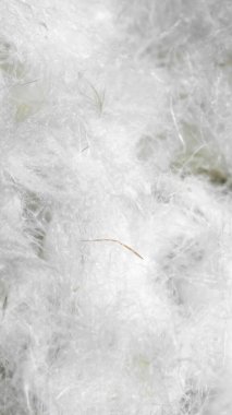 Beyaz ördek düştü. doku veya arkaplan