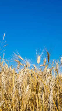 Mavi gökyüzüne karşı olgun arpa kulakları