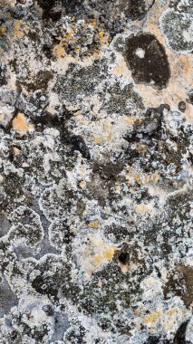 İlginç bir dokusu olan hafif kireçtaşı. arkaplan