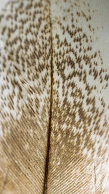 görünür detaylara sahip beyaz ve kahverengi kuş tüyü