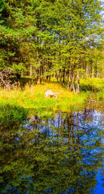 Ormanın ve gökyüzünün göldeki yansıması