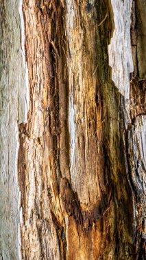 Görünür detayları olan eski kırık ahşap