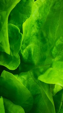 Yeşil marul yaprakları görünür detaylarla birlikte. arkaplan veya doku