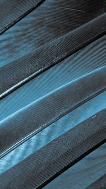 Mavi tüylü güvercin makro fotoğrafı. doku veya arkaplan