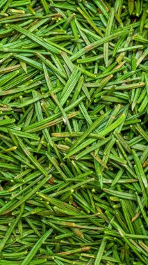 Yeşil ladin iğneleri görünür detaylar içeriyor. arkaplan veya doku