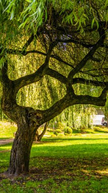 Parktaki yeşil ağaç güneşli bir günde