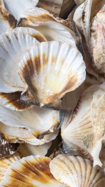 Deniz salyangozu kabukları. arkaplan veya doku