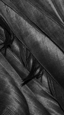 Görünür detayları olan siyah tüyler. arkaplan veya doku