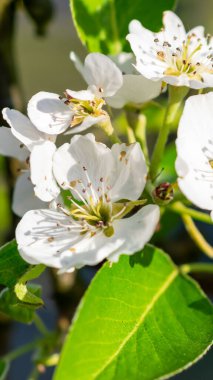 Güzel, güneşli bir günde çiçek açan armut çiçeklerinin makro fotoğrafı