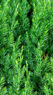 Yeşil ardıç dalları görünür detaylarla dolu. arkaplan veya doku