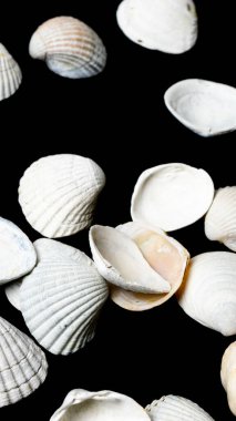 white shells of sea snails on a black background