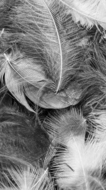 Görünür bir dokusu olan gri kuş tüyleri. arkaplan