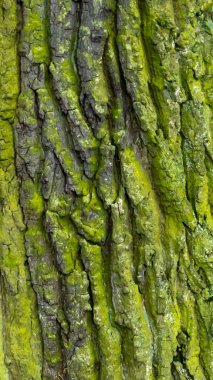 Görünür detaylarla meşe kabuğu. arkaplan veya doku