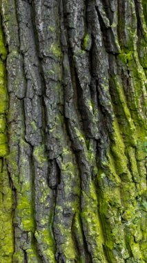 Görünür detaylarla meşe kabuğu. arkaplan veya doku