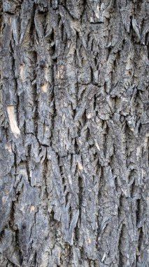 Siyah çam kabuğu ve görünür detaylar. arkaplan