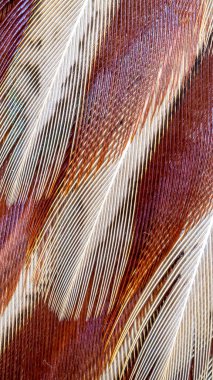 Görünür bir dokusu olan renkli sülün tüyleri. arkaplan