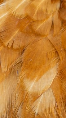 Kahverengi tavuk tüylerinin makro fotoğrafı. arkaplan veya doku