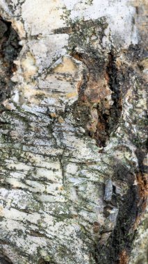 Görünür detaylarla huş ağacı kabuğu. arkaplan veya doku