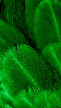 Yeşil tavuk tüylerinin makro fotoğrafı. arkaplan veya doku