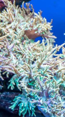 Görünür detayları olan renkli mercan resifleri. arkaplan