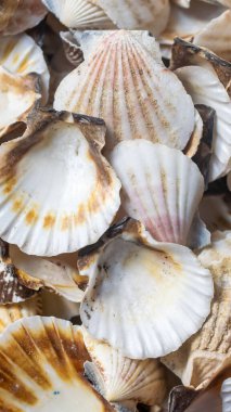 Deniz salyangozu kabukları. arkaplan veya doku