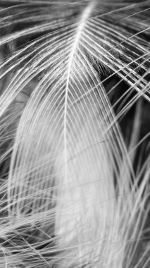 Görünür detayları olan siyah ve beyaz tüyler. arkaplan veya doku