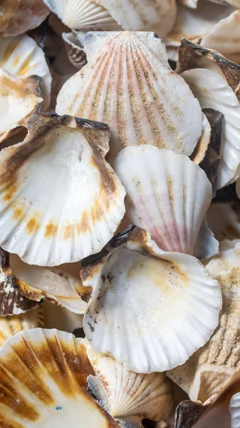 Deniz salyangozu kabukları. arkaplan veya doku