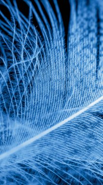 Siyah izole arkaplanda mavi ördek tüyü