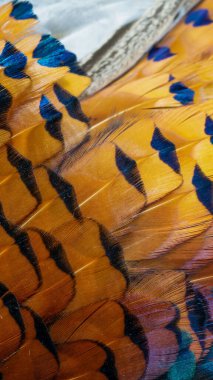 Görünür bir dokusu olan renkli sülün tüyleri. arkaplan