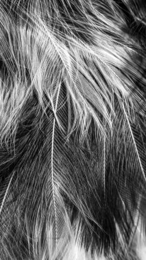 Görünür detayları olan siyah ve beyaz tüyler. arkaplan veya doku