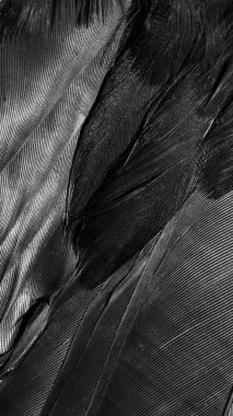 Görünür detayları olan siyah tüyler. arkaplan veya doku