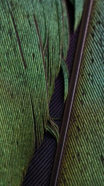 yeşil ve mor kuş tüyleri görünür bir yapıya sahiptir.