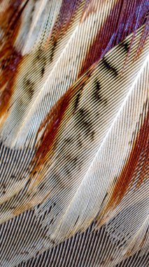 Görünür bir dokusu olan renkli sülün tüyleri. arkaplan