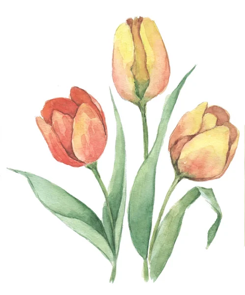 Drie Lente Gele Rode Tulpen — Stockfoto