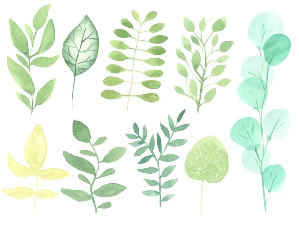 Set Van Aquarel Groene Bladeren Geïsoleerd Witte Achtergrond — Stockfoto
