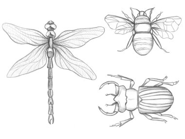 Grafik arı, yusufçuk ve böcek