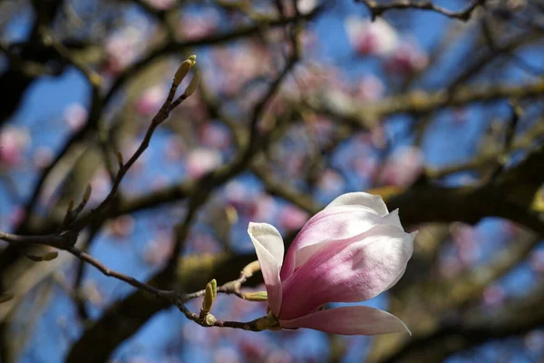 Einzelne Blte Magnolien Baum Strebt Hinaus Himmel Ist Voller Prachtvoller — Photo